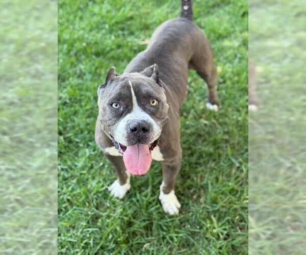 Medium Photo #1 American Pit Bull Terrier Puppy For Sale in Riverside, CA, USA