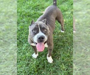American Pit Bull Terrier Dogs for adoption in Riverside, CA, USA