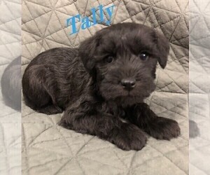 Schnauzer (Miniature) Puppy for sale in ROLLA, MO, USA