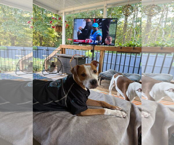 Medium Photo #2 Mutt Puppy For Sale in Wesley Chapel, SC, USA