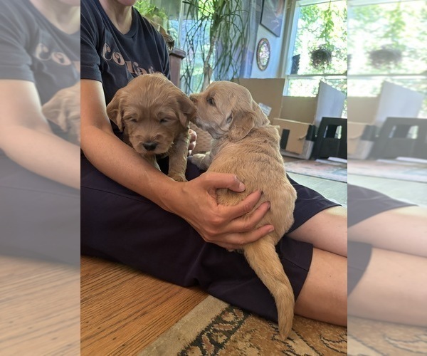 Medium Photo #31 Goldendoodle Puppy For Sale in CASTRO VALLEY, CA, USA