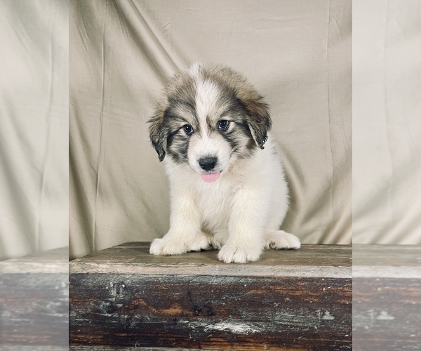 Medium Photo #4 Great Pyrenees Puppy For Sale in OCALA, FL, USA