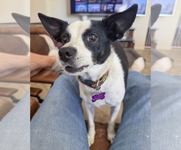 Medium Photo #8 Rat Terrier-Unknown Mix Puppy For Sale in Corona, CA, USA
