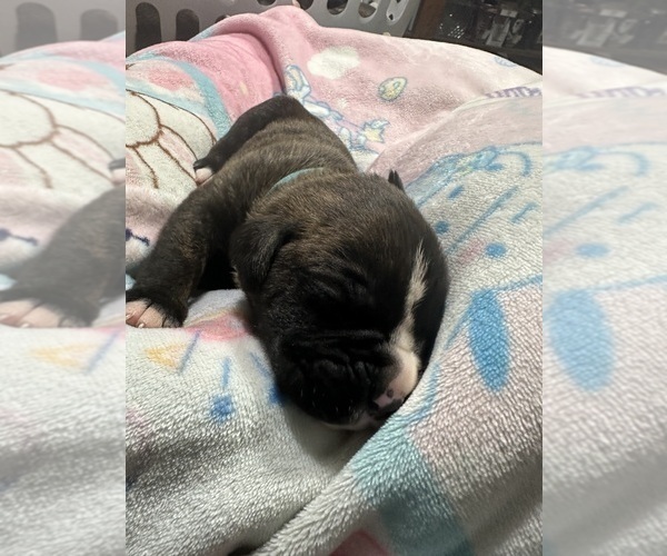 Medium Photo #5 Boxer Puppy For Sale in RALEIGH, NC, USA