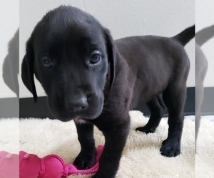 Daniff Puppy for Sale in POCATELLO, Idaho USA