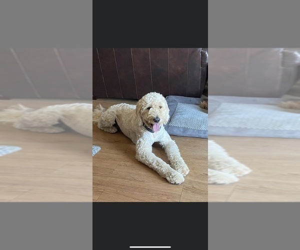 Medium Photo #1 Goldendoodle-Poodle (Standard) Mix Puppy For Sale in RIALTO, CA, USA