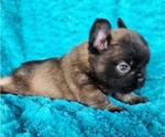Small #8 French Bulldog
