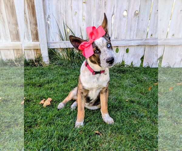Medium Photo #1 Mutt Puppy For Sale in Sandy, UT, USA