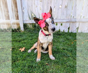 Mutt Dogs for adoption in Sandy, UT, USA