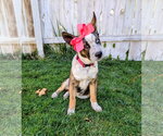 Adley Rae - Female Mutt Dog for Adoption - Small photo
