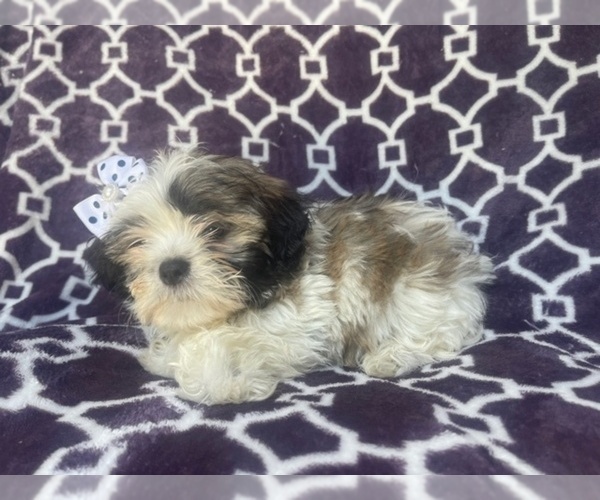 Medium Photo #10 Zuchon Puppy For Sale in LAKELAND, FL, USA