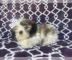 Small Photo #10 Zuchon Puppy For Sale in LAKELAND, FL, USA