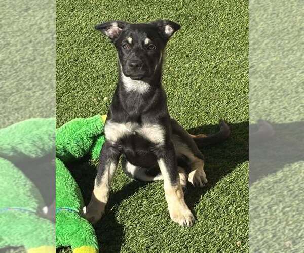 Medium Photo #2 German Shepherd Dog-Unknown Mix Puppy For Sale in Imlay City, MI, USA