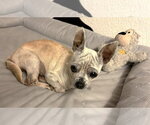 Small #15 Chihuahua