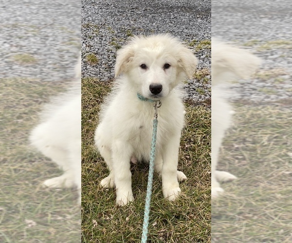 Medium Photo #1 Great Pyrenees Puppy For Sale in CANOGA, NY, USA