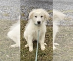 Small Photo #1 Great Pyrenees Puppy For Sale in CANOGA, NY, USA