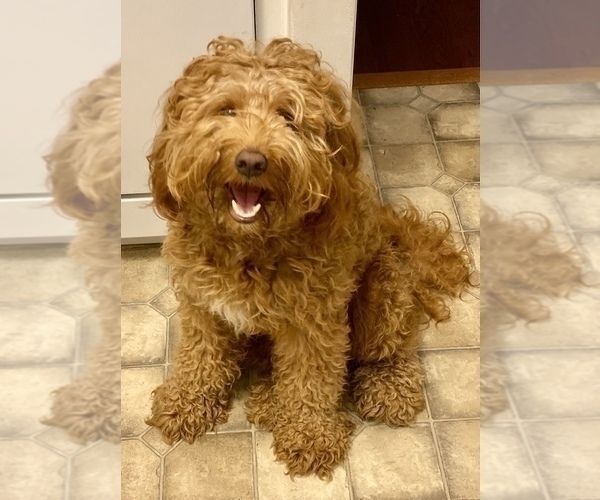 Medium Photo #1 Australian Labradoodle Puppy For Sale in WASH, NC, USA