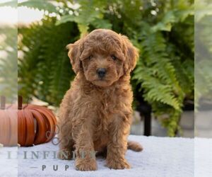 Cavapoo Puppy for sale in LITITZ, PA, USA