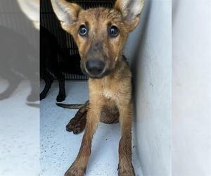 German Shepherd Dog Dogs for adoption in Houston, TX, USA