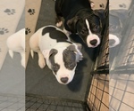 Small Photo #9 American Bully Puppy For Sale in EVERETT, WA, USA