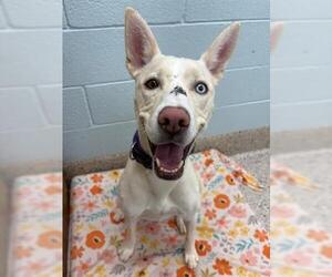 Labrador Retriever-Siberian Husky Mix Dogs for adoption in Brighton, CO, USA