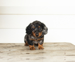 Small #1 Dachshund