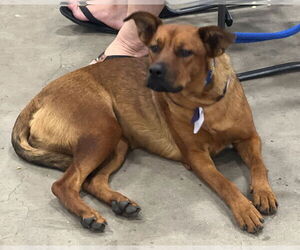 Sage - Female Boxer-Unknown Mix Dog for Adoption - Photo #4
