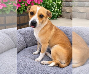 Jack Chi Dogs for adoption in Rocky Mount, NC, USA