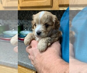 Cavapoo Puppy for sale in GALENA, OH, USA