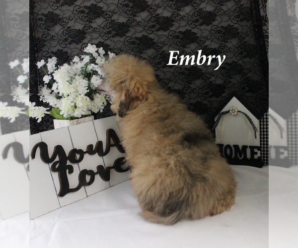 Medium Photo #17 Poodle (Miniature) Puppy For Sale in CHANUTE, KS, USA