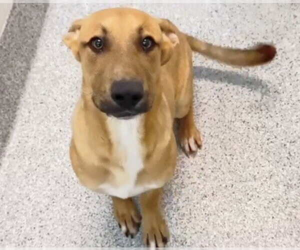 Medium Photo #3 Carolina Dog-Unknown Mix Puppy For Sale in Houston, TX, USA