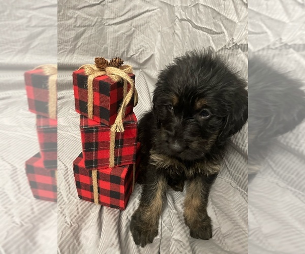 Medium Photo #1 Labradoodle Puppy For Sale in KINGSPORT, TN, USA