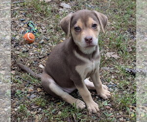 Echo - Female Labrador Retriever-Unknown Mix Dog for Adoption - Photo #2
