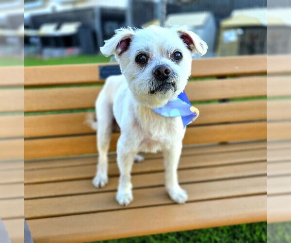 Medium Photo #2 Mutt Puppy For Sale in Long Beach, CA, USA