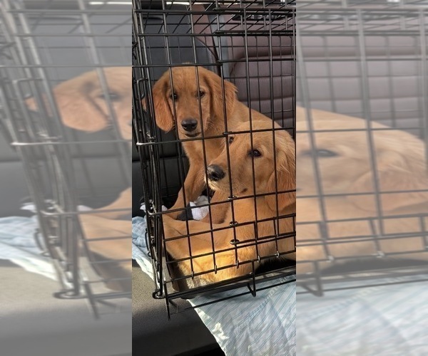 Medium Photo #1 Golden Retriever Puppy For Sale in SOMERSWORTH, NH, USA