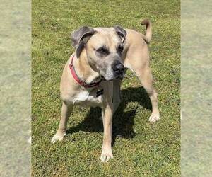 Mastiff-Unknown Mix Dogs for adoption in Houston, TX, USA