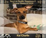 Small Photo #2 Dachshund-Unknown Mix Puppy For Sale in San Antonio, TX, USA