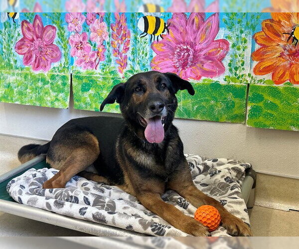 Medium Photo #3 German Shepherd Dog Puppy For Sale in McKinleyville, CA, USA