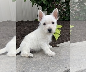 West Highland White Terrier Puppy for sale in CANOGA, NY, USA