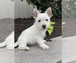 Image preview for Ad Listing. Nickname: Wyatt