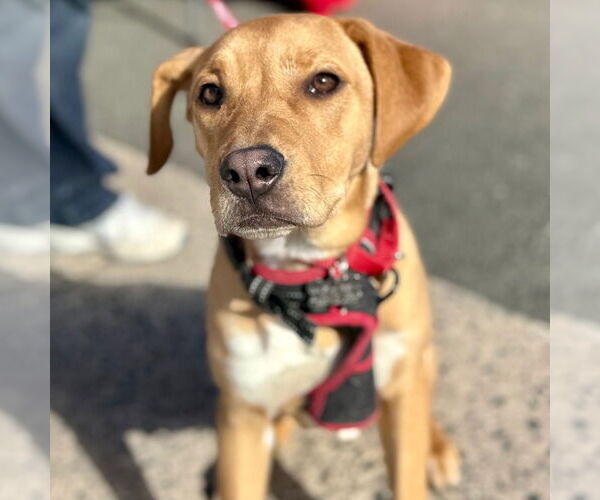 Medium Photo #9 Labrador Retriever-Unknown Mix Puppy For Sale in Canton, CT, USA