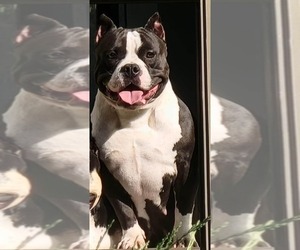 Mother of the American Bully puppies born on 04/03/2023