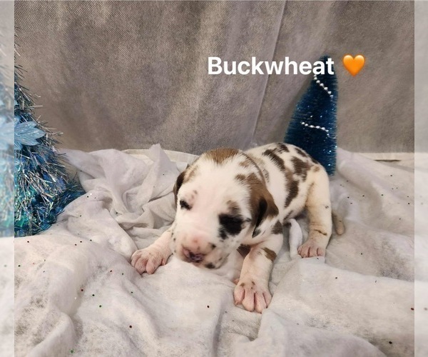 Medium Photo #2 Great Dane Puppy For Sale in BEL AIR, MD, USA