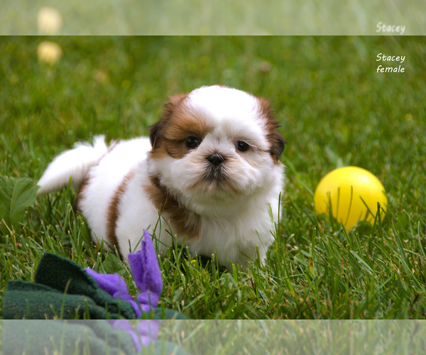 Medium Photo #12 Shih Tzu Puppy For Sale in CLARE, MI, USA