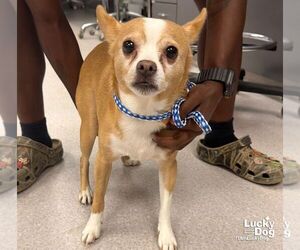 Chihuahua-Unknown Mix Dogs for adoption in Washington, DC, USA