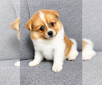 Small #6 Pomeranian