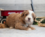 Small #2 Goldendoodle (Miniature)