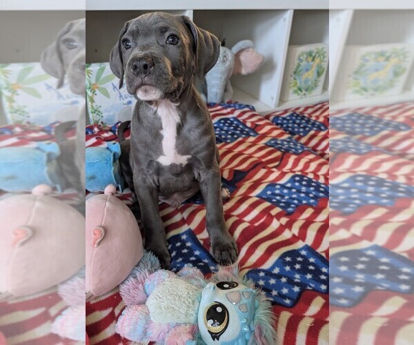 Medium Photo #1 American Bully Puppy For Sale in GROVETOWN, GA, USA