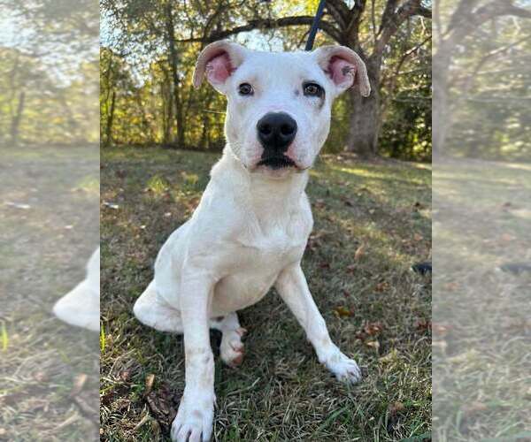 Medium Photo #2 American Staffordshire Terrier-Unknown Mix Puppy For Sale in Wenonah, NJ, USA
