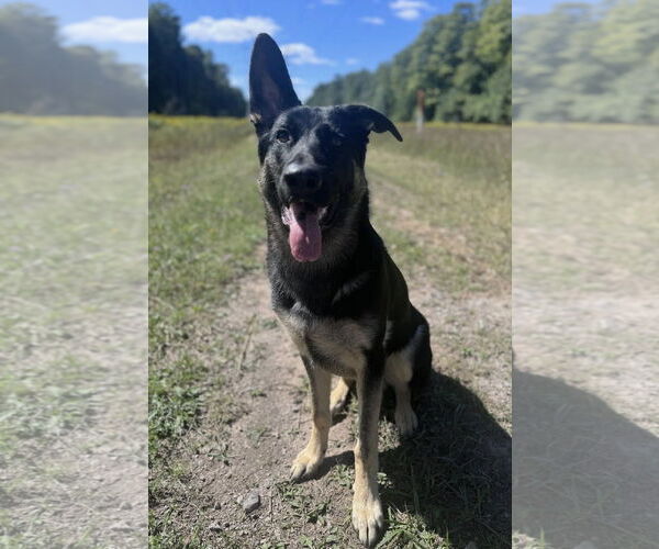 Medium Photo #2 German Shepherd Dog Puppy For Sale in Rochester, NY, USA